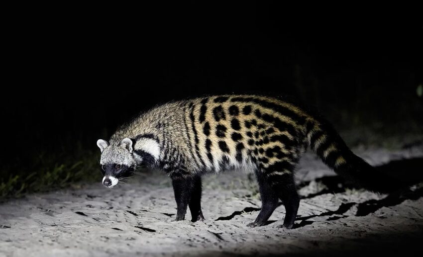 A close-up side view of a wild African civet, a nocturnal predator, during a night safari in Moremi National Park, Botswana.
