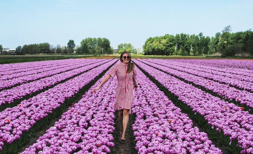 A woman walking between long, vibrant rows of purple tulips in a field in the Dutch countryside during the spring blooming season.