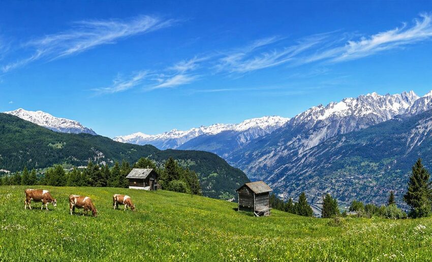 Lush green hilltop countryside in New Zealand with cows grazing in a temperate, cool climate under bright daylight.