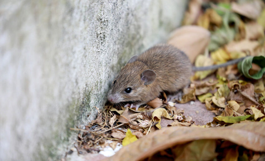 A close-up of a brown rat on a bed of dry autumn leaves, illustrating the primary carrier of rodent-borne contagious diseases.