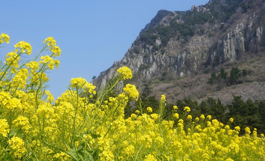 A field of yellow rapeseed canola flowers blooming in front of a mountain landscape on Jeju Island, South Korea.