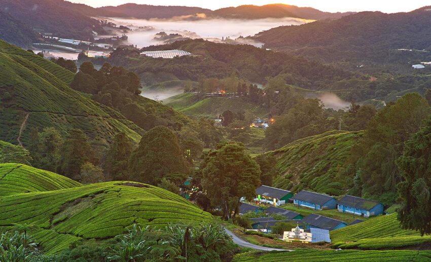 Lush emerald green tea plantation terraces rolling across the misty hills of Cameron Highlands, a cool nature retreat in Malaysia.