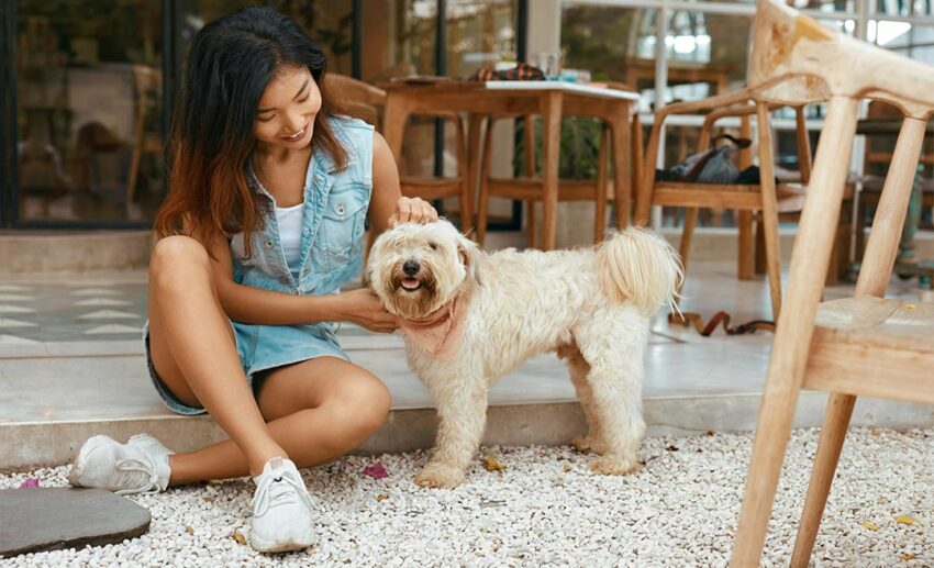 A calm view of a woman sitting on a sunny outdoor terrace, affectionately petting her domestic pet dog.