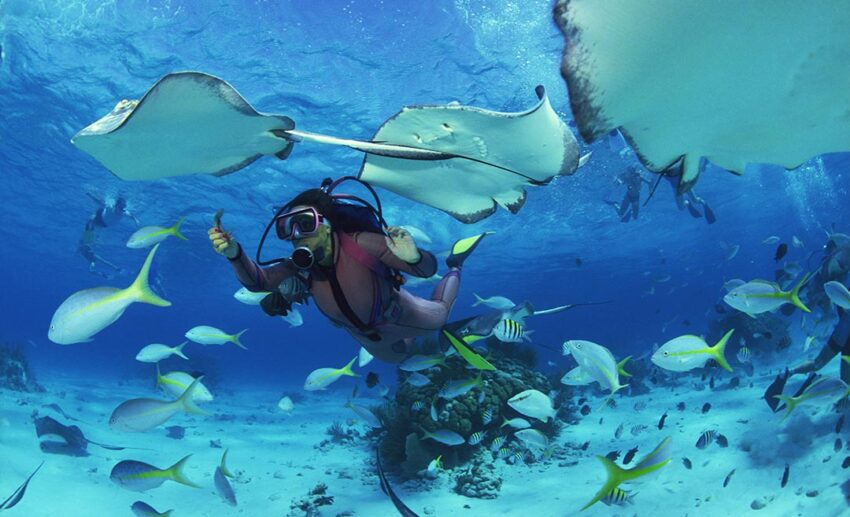 An underwater shot of a scuba diver swimming closely alongside giant manta rays and a dense school of fish in deep blue ocean water.
