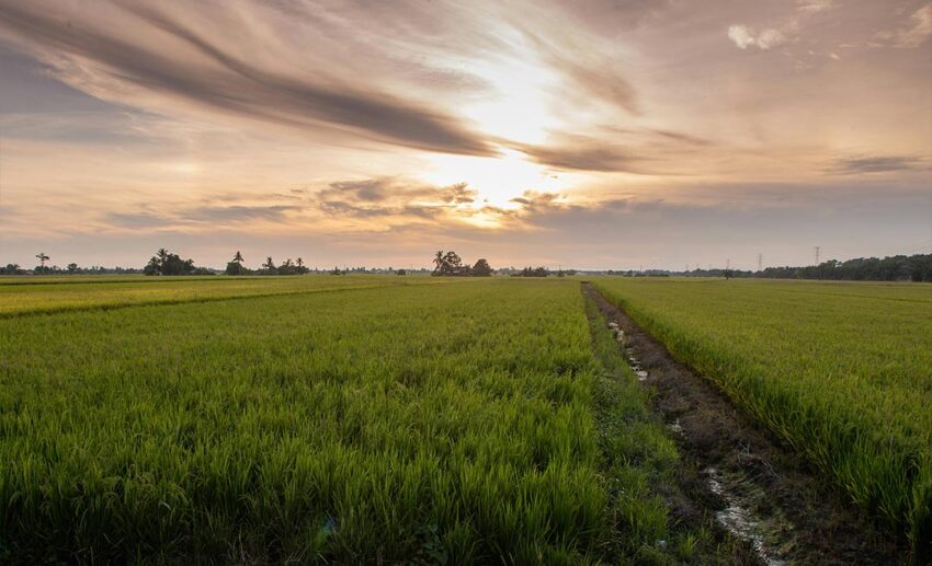 A vast and peaceful green paddy field landscape in Sekinchan, Selangor, ideal for a slow travel weekend getaway near Kuala Lumpur.