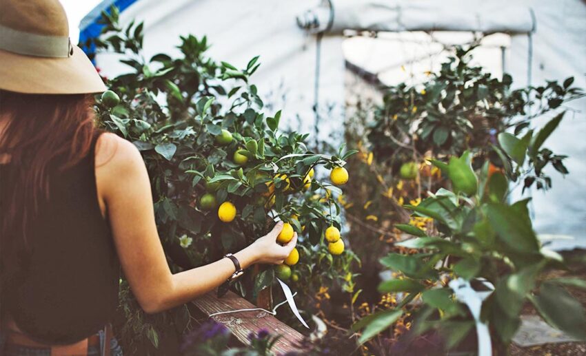 Rear view of a young woman working independently and holding harvested fruit while participating in a local employment programme overseas.