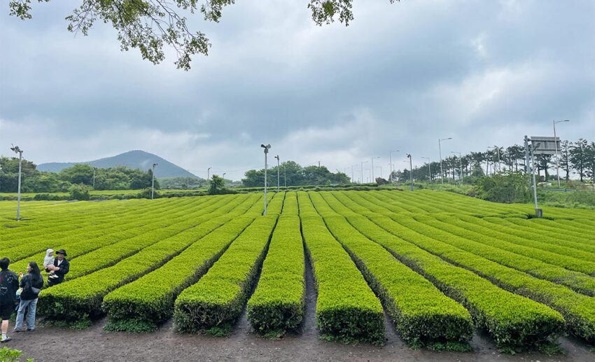 Lush green terraced rows of the Osulloc green tea plantation under a bright sky on Jeju Island.