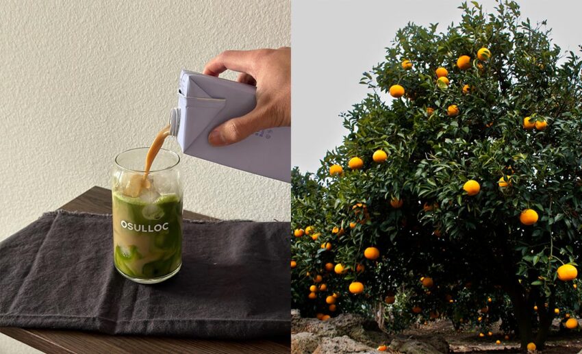 A split collage showing a glass of vibrant green Jeju matcha latte at Osulloc on the left, and ripe orange Hallabong citrus fruits hanging on trees in a sunny Jeju garden orchard on the right.
