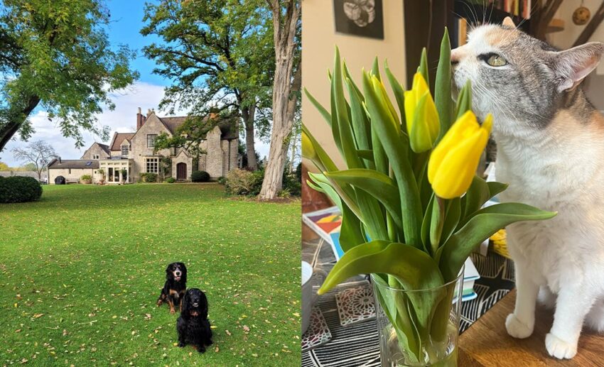 Collage of two black dogs in a lush English country garden in Wiltshire and a curious cat sniffing tulips at a house sit apartment in Vienna.