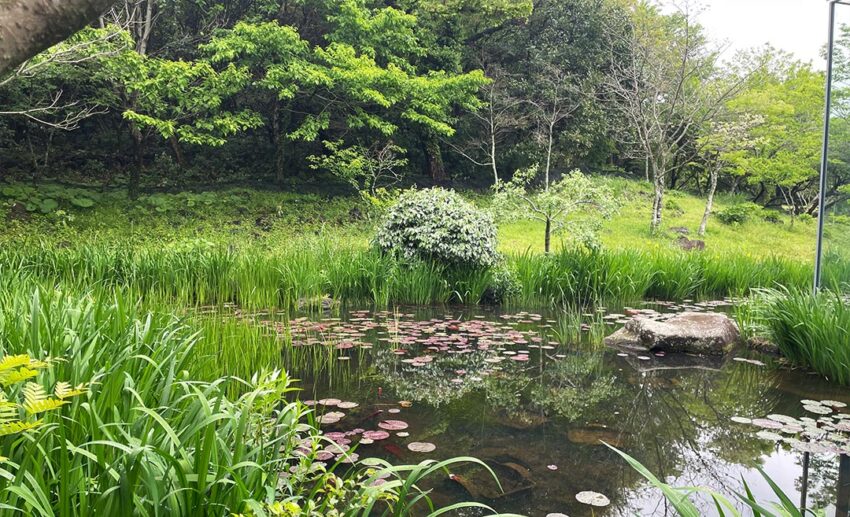 A serene, beautifully landscaped water pond surrounded by lush green foliage and stone pathways outside the Innisfree Jeju House.