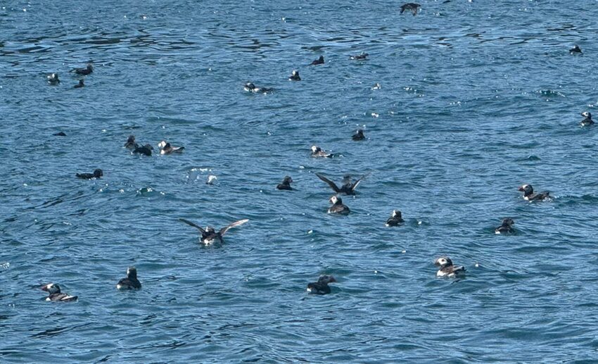 A rafting group of Atlantic puffins resting and floating together on the blue sea water