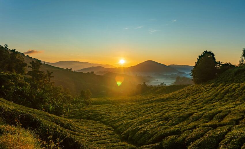 Sunrise over the green rolling hills of the Boh Tea Plantation in Cameron Highlands, Malaysia
