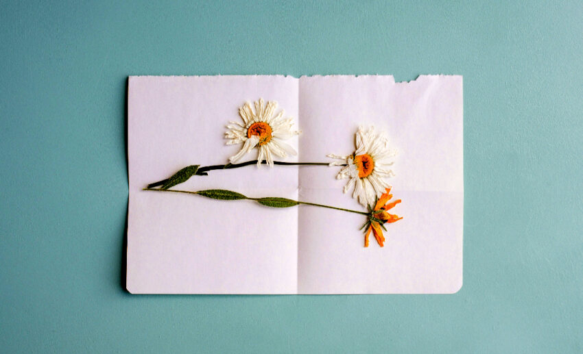 Pressed white and yellow daisy flowers arranged carefully on a handmade card