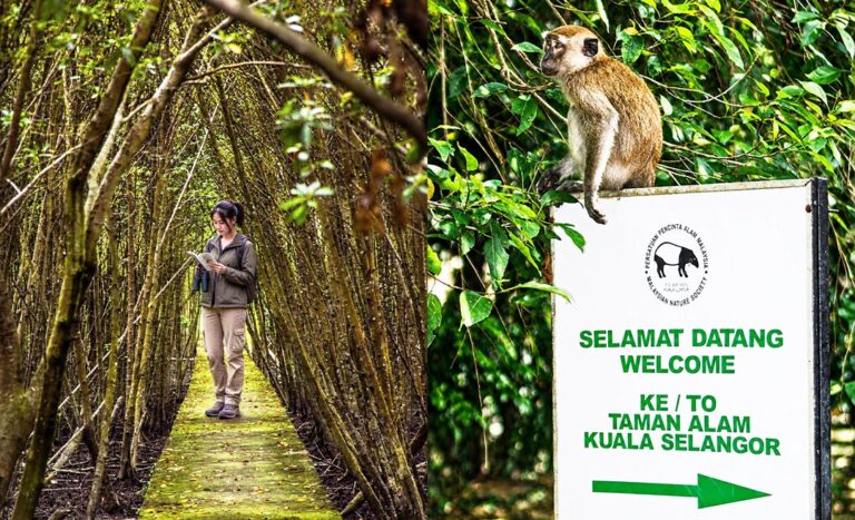 Winged Wonders: Learning The Art Of Birdwatching In Kuala Selangor
