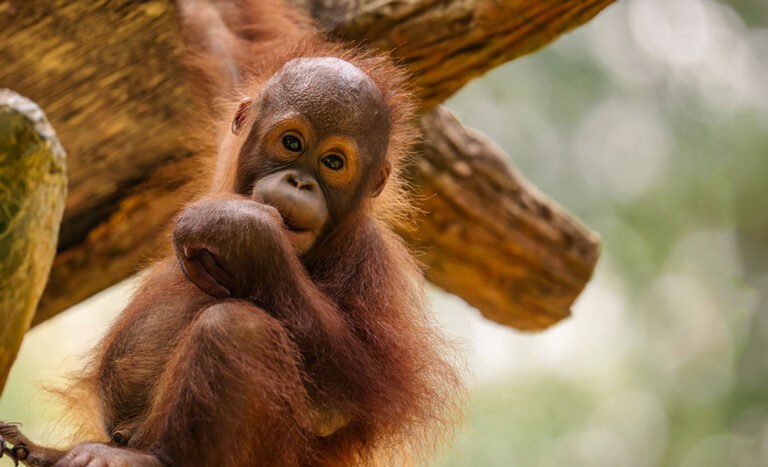 Meet Aggy: The Orangutan Inspiring A New Conservation Campaign In Malaysia