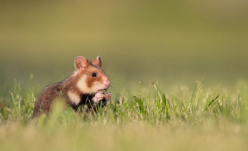 A wild European hamster (Cricetus cricetus) standing alert in a grassy natural habitat.