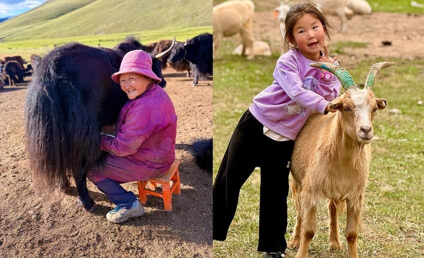 Collage showing an elder Mongolian woman milking a yak on the left, and a young local girl posing cheerfully with a goat on the right.